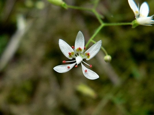 {Hydatica petiolaris}